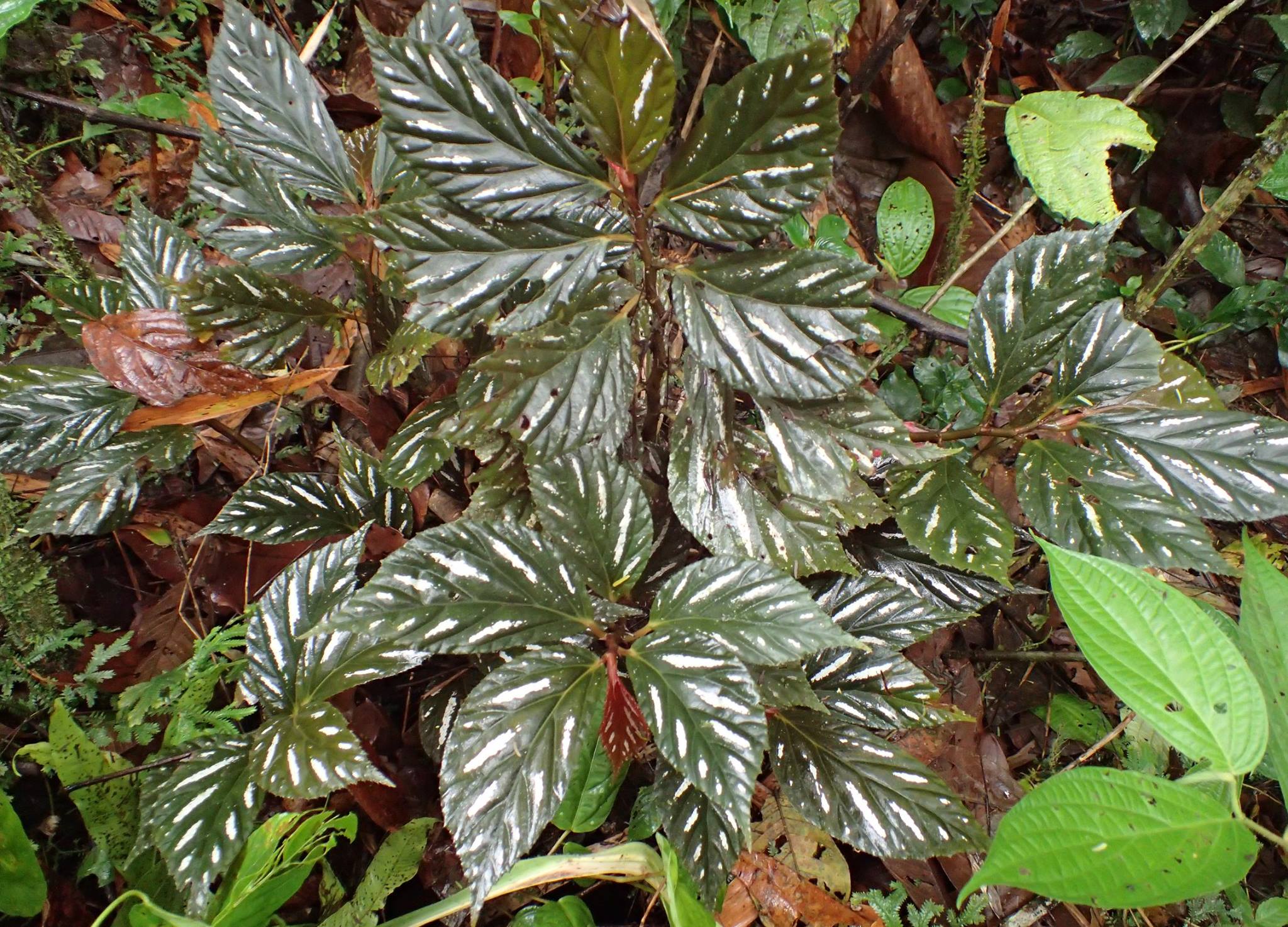 B. maynensis